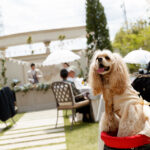 愛犬と一緒☆Garden Party☆